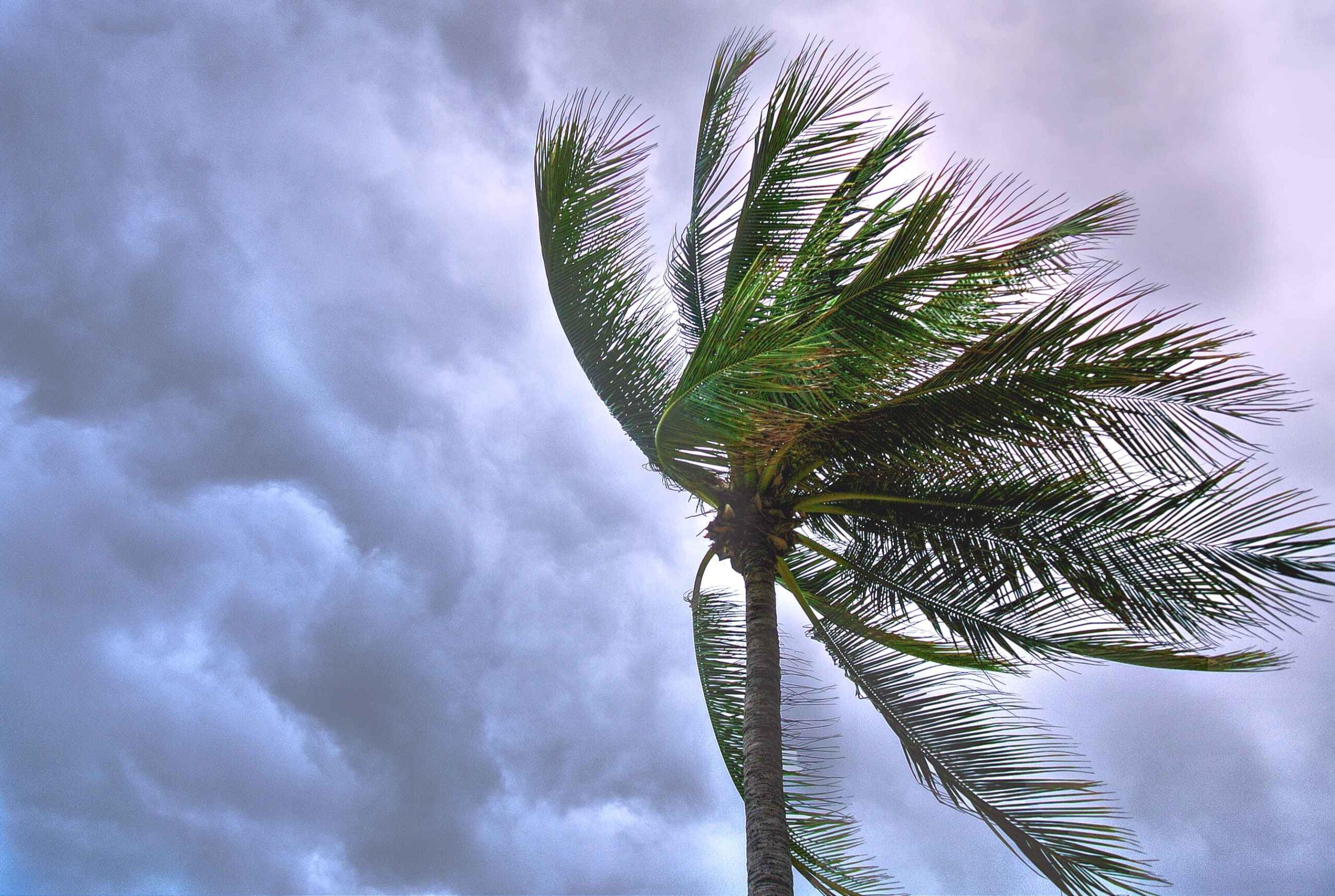 palm tree blowing in strong wind, with dark clouds in background.