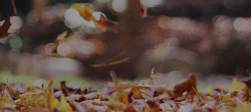 Fall leaves falling and gathering on the ground