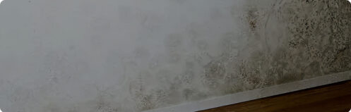 Mold on the wall in a Tampa, FL home