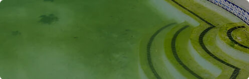 Green pool in Tampa Florida