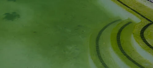 Green pool in Tampa Florida