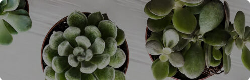 Succulents in small pots