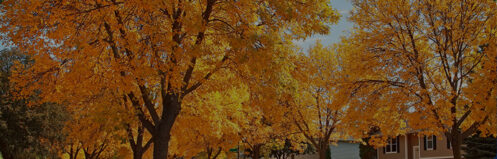 Beautiful fall leaves