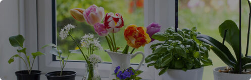 Plants and flowers displayed in a windowsill