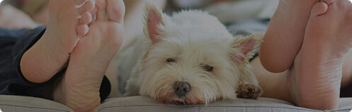 Couple laying on the couch with their feet up and a white dog snuggling with them