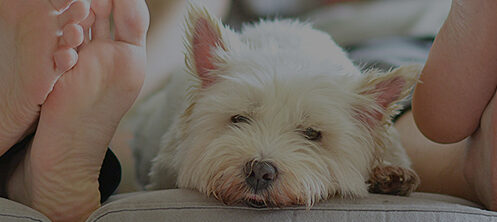 Couple laying on the couch with their feet up and a white dog snuggling with them
